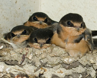 baby Barn Swallows on nest Spring Brook Ranch